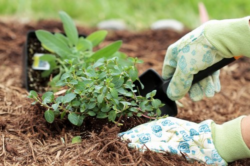 Mixed planting for a commercial frontage in Waltham Forest
